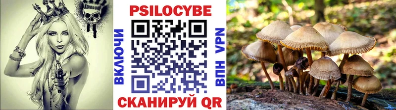 где продают Оса Псилоцибиновые грибы GOLDEN TEACHER